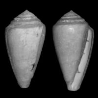 Conus vayssierei 